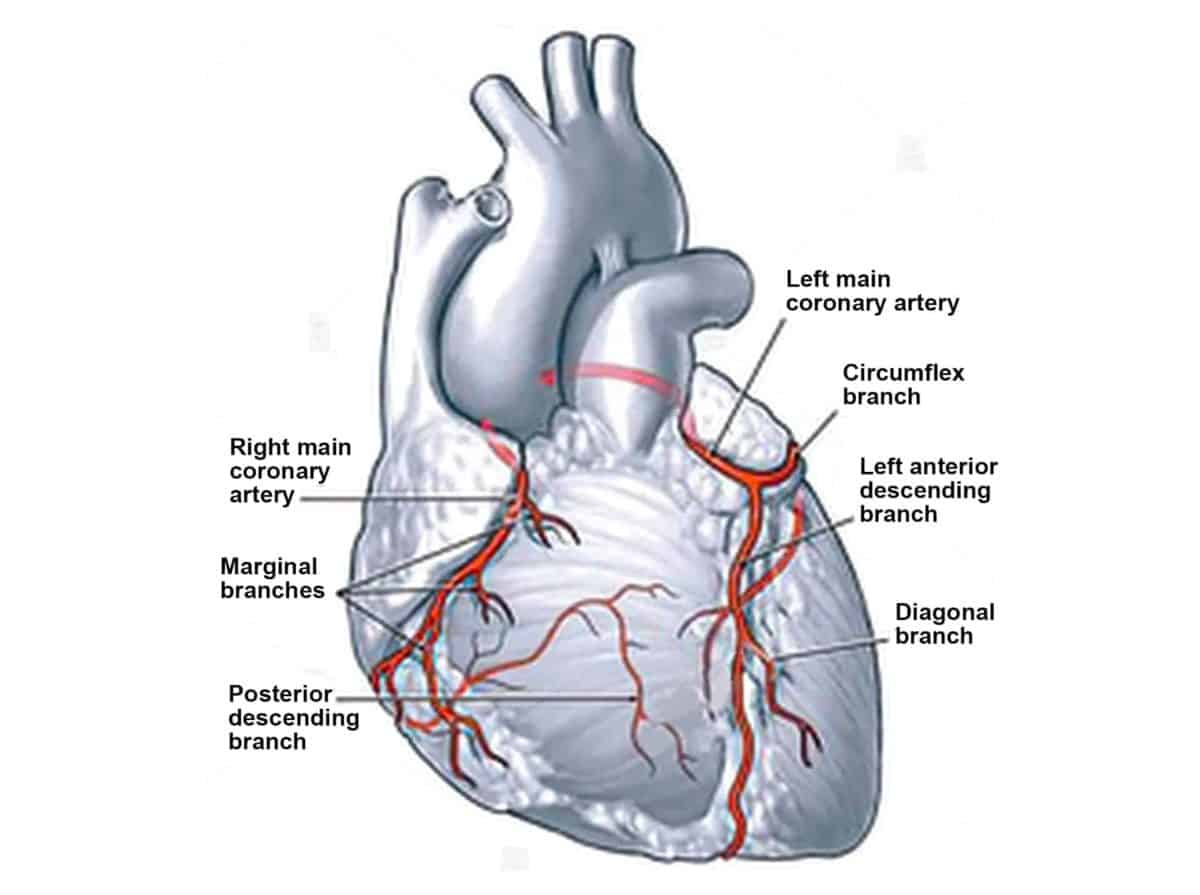 Heart Blockage & Symptoms of Blocked Arteries